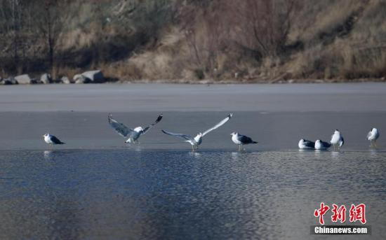 青海西宁：越冬水鸟“绘就”湿地公园冬韵画卷