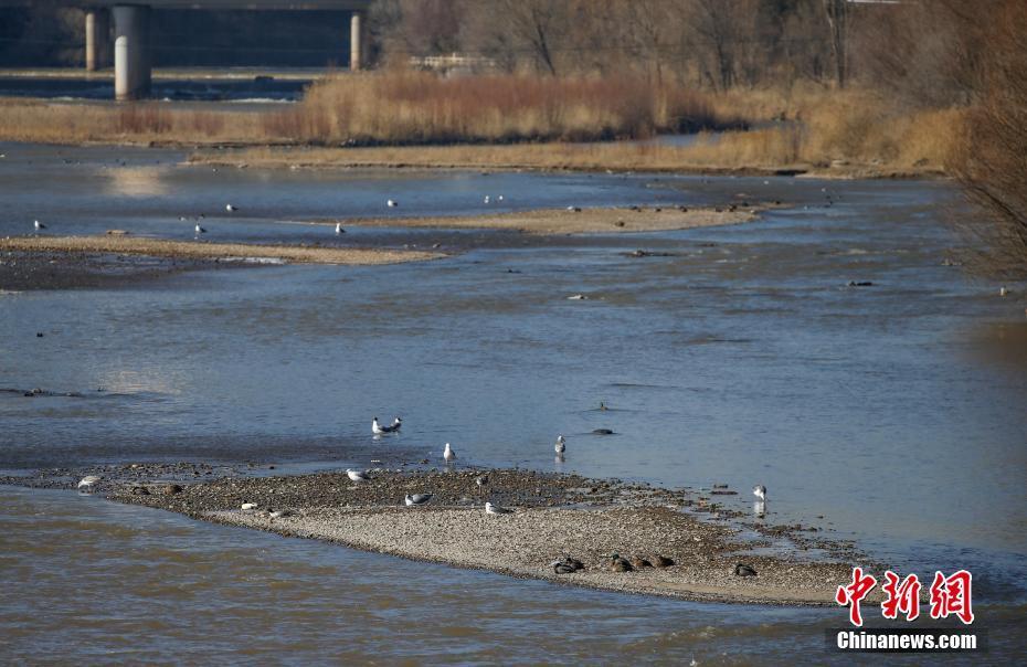 青海西寧：越冬水鳥(niǎo)“繪就”濕地公園冬韻畫(huà)卷