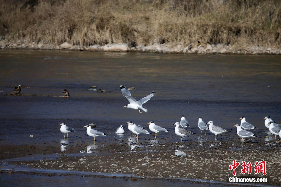 青海西寧：越冬水鳥“繪就”濕地公園冬韻畫卷