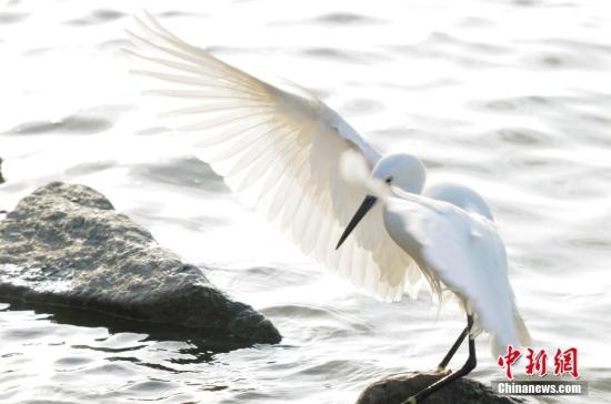 深圳海滨生态公园成“鸟的天堂”