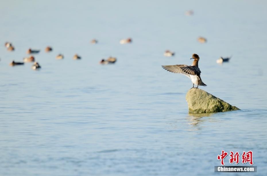 深圳海濱生態(tài)公園成“鳥的天堂”