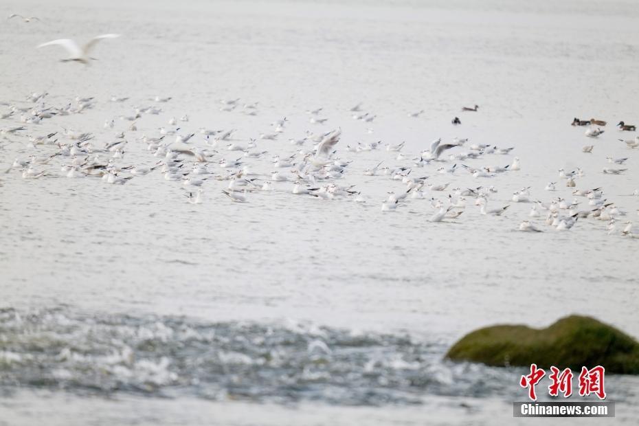 深圳海濱生態(tài)公園成“鳥的天堂”