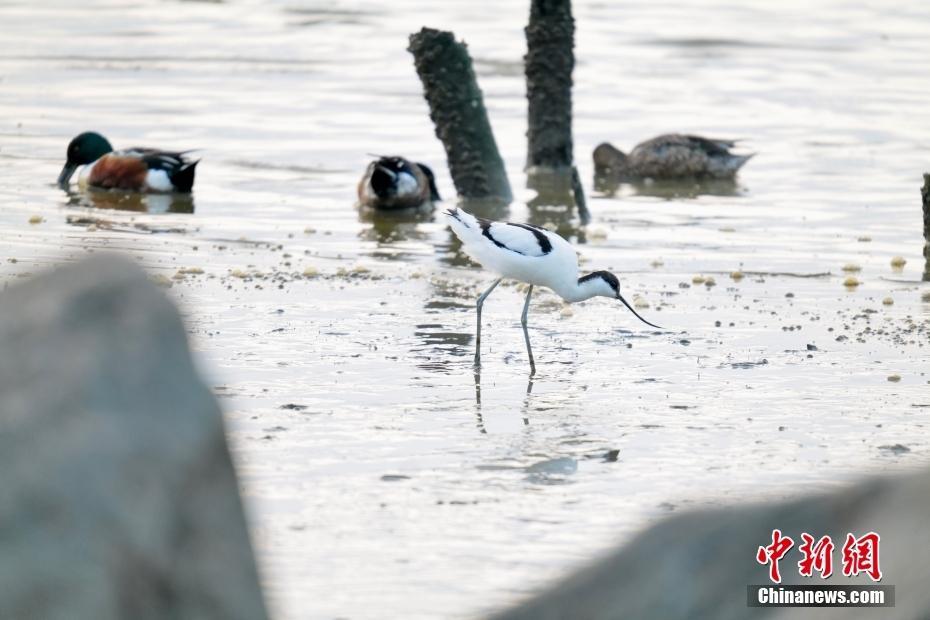 深圳海濱生態(tài)公園成“鳥的天堂”