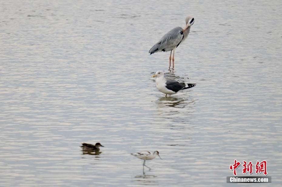 深圳海濱生態(tài)公園成“鳥(niǎo)的天堂”