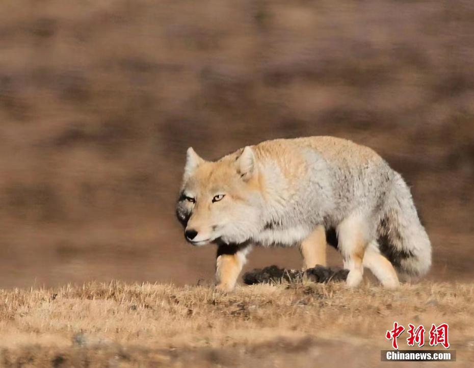 青海拉脊山“兇萌”藏狐踏步獨行