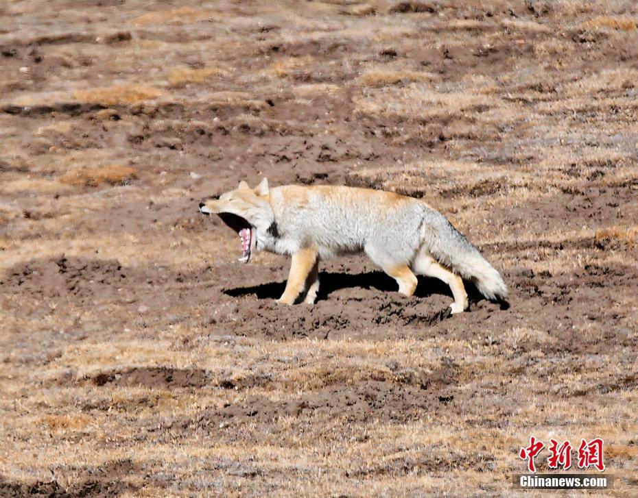 青海拉脊山“兇萌”藏狐踏步獨(dú)行