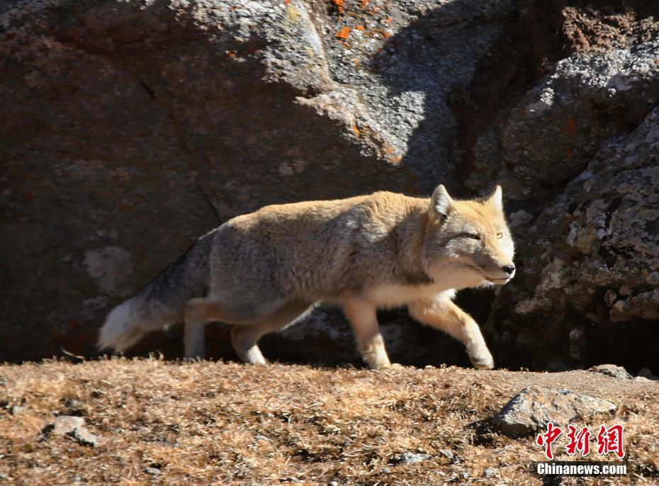 青海拉脊山“兇萌”藏狐踏步獨行