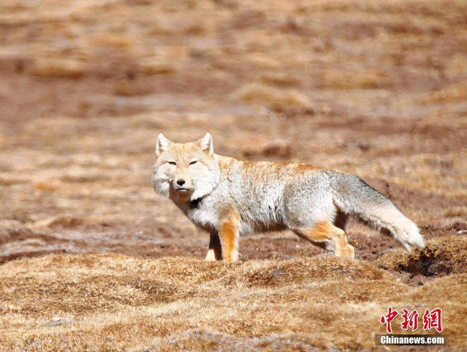 青海拉脊山“兇萌”藏狐踏步獨(dú)行