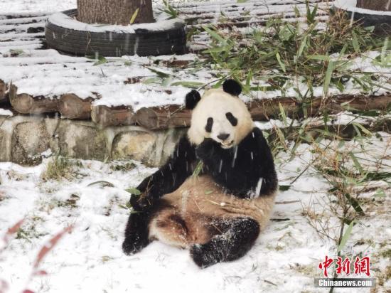 陕西西安：“国宝”大熊猫冒雪“干饭”