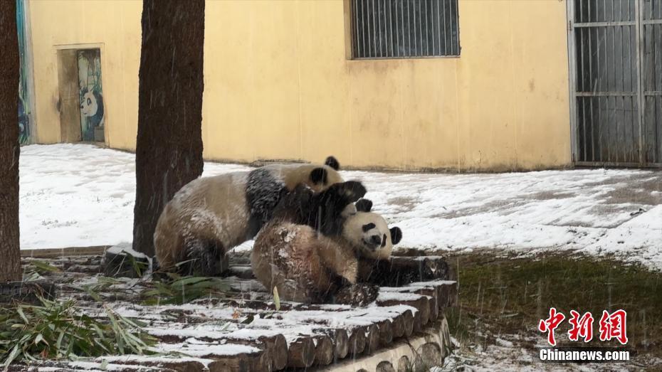 陜西西安：“國(guó)寶”大熊貓冒雪“干飯”