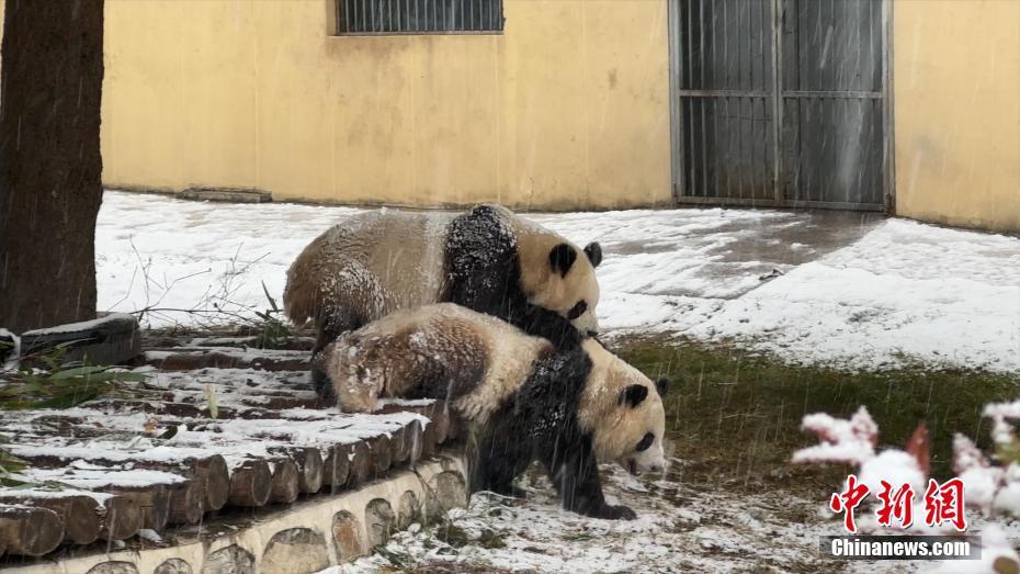 陜西西安：“國(guó)寶”大熊貓冒雪“干飯”