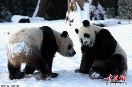 旅比双胞胎大熊猫“宝弟”和“宝妹”雪地撒欢