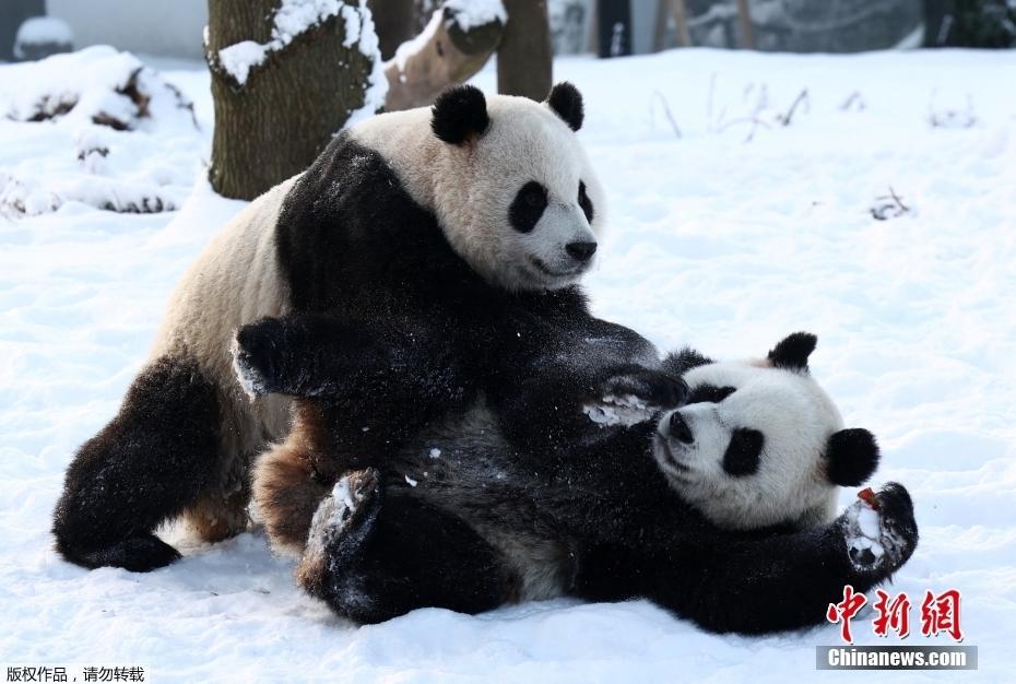 旅比雙胞胎大熊貓“寶弟”和“寶妹”雪地撒歡