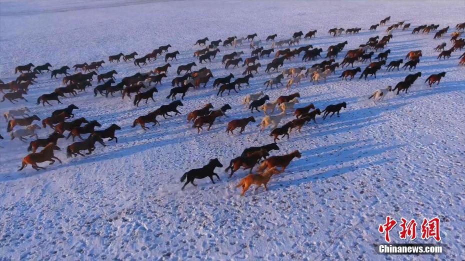 冬日烏蘭布統(tǒng)草原：牧民揚鞭 馬踏飛雪