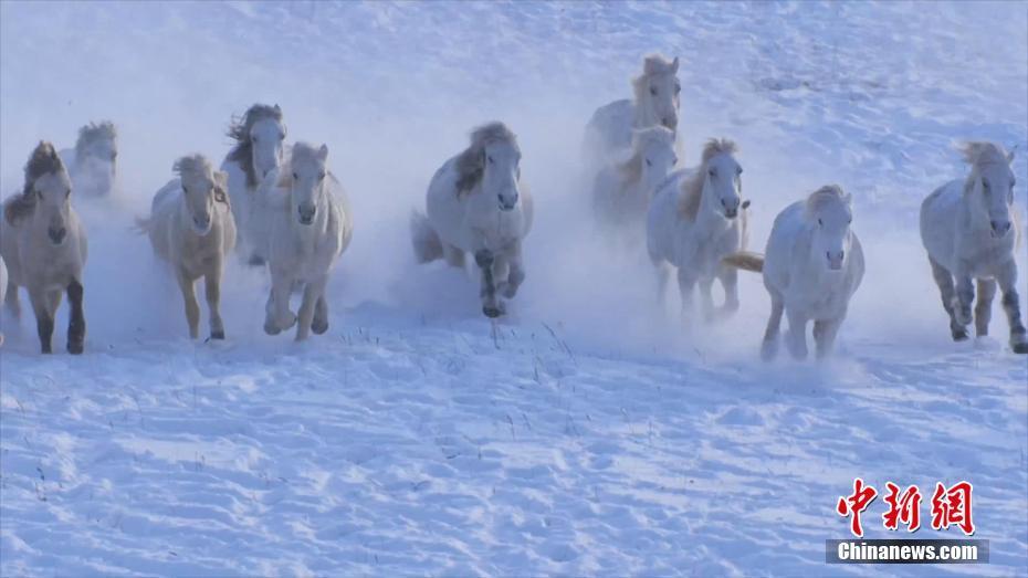 冬日烏蘭布統(tǒng)草原：牧民揚鞭 馬踏飛雪