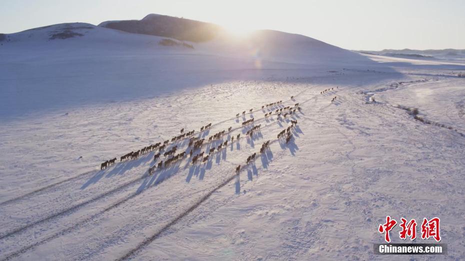 冬日烏蘭布統(tǒng)草原：牧民揚鞭 馬踏飛雪