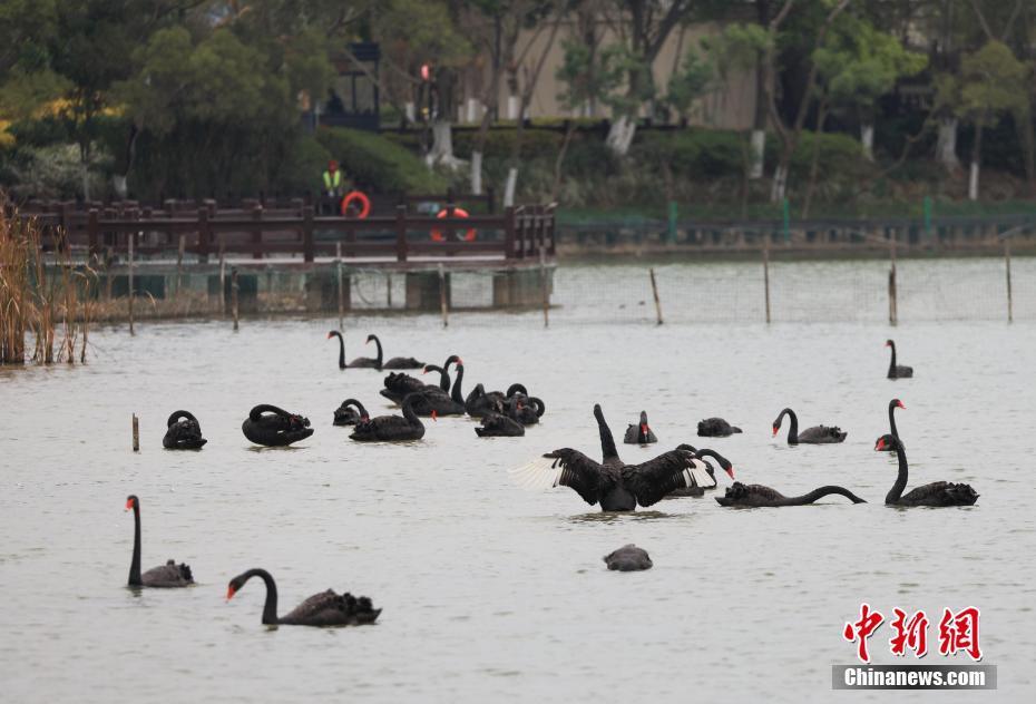 廈門(mén)五緣灣生態(tài)良好風(fēng)景怡人