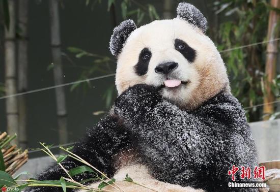 旅韩大熊猫“福宝”将于4月初返回中国