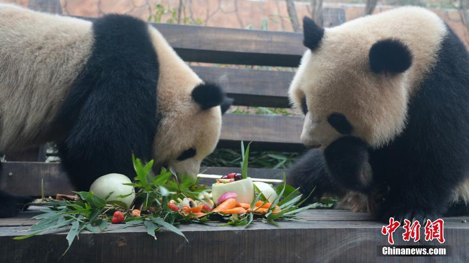 重慶：飼養(yǎng)員為大熊貓定制特色“元宵”