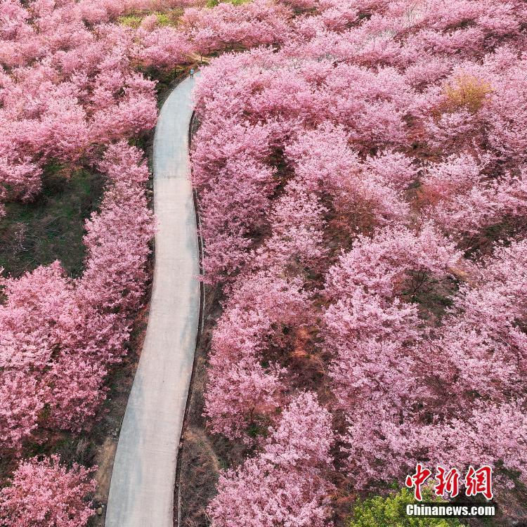 櫻花盛開(kāi)漫山遍野如云似霞 如同走進(jìn)油畫