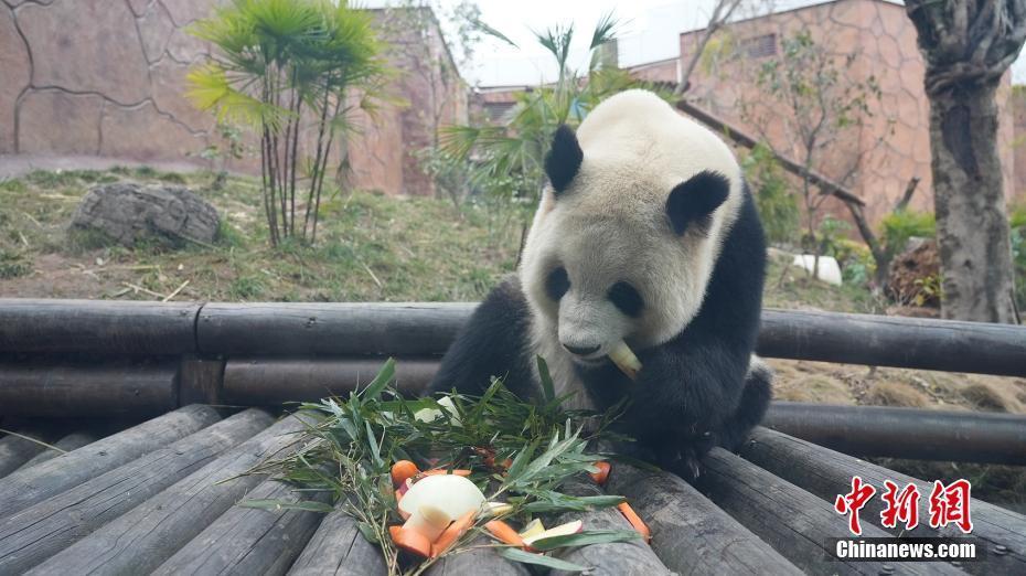 重慶：飼養(yǎng)員為大熊貓定制特色“元宵”