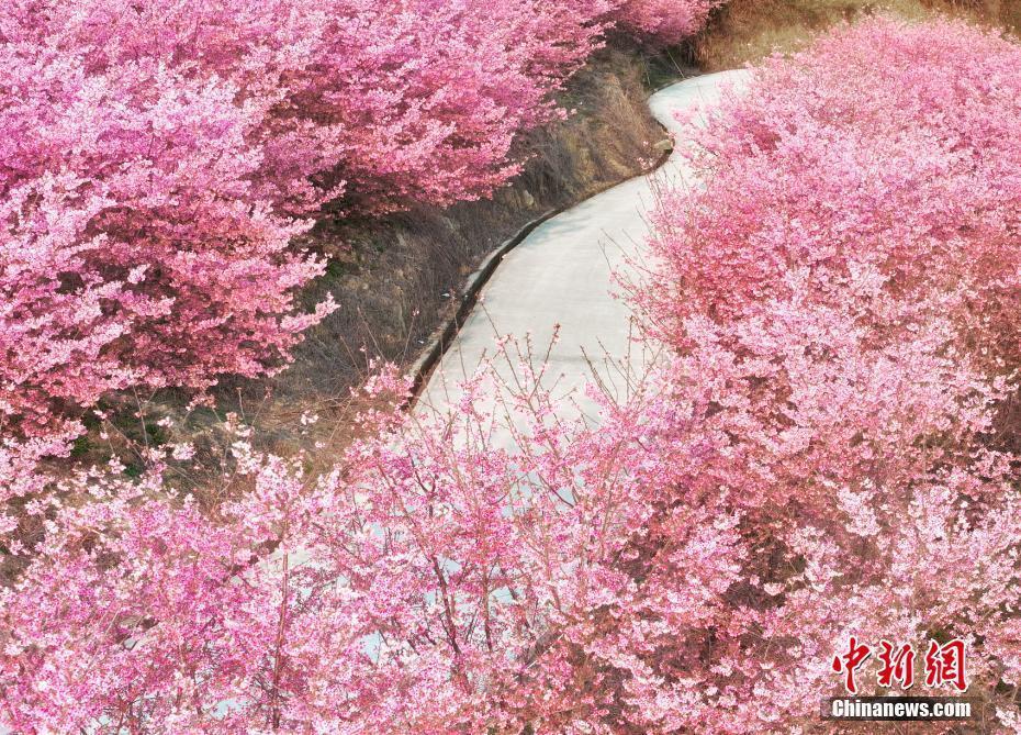 櫻花盛開(kāi)漫山遍野如云似霞 如同走進(jìn)油畫(huà)