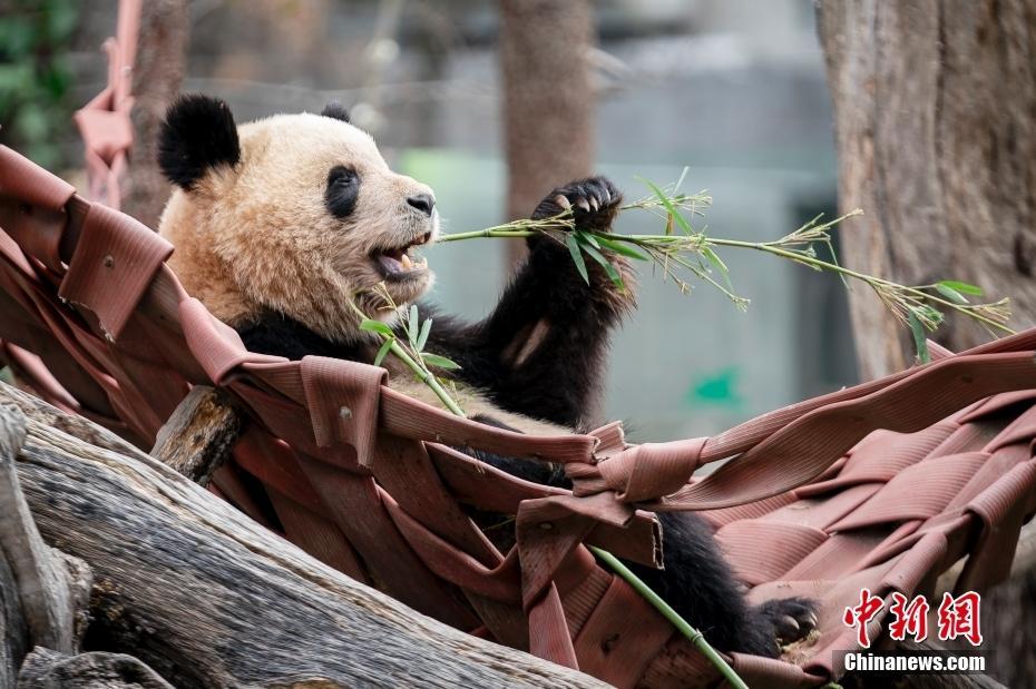 西班牙馬德里動物園舉辦大熊貓歡送儀式