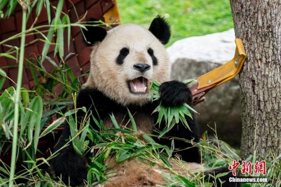 西班牙馬德里動(dòng)物園舉辦大熊貓歡送儀式