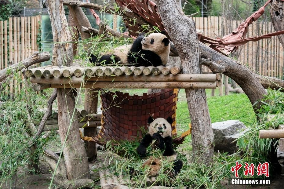 西班牙馬德里動(dòng)物園舉辦大熊貓歡送儀式