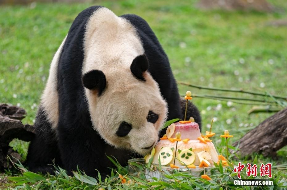 西班牙馬德里動(dòng)物園舉辦大熊貓歡送儀式