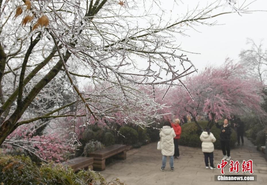 杭州現(xiàn)“雨凇” 花木穿“冰衣”