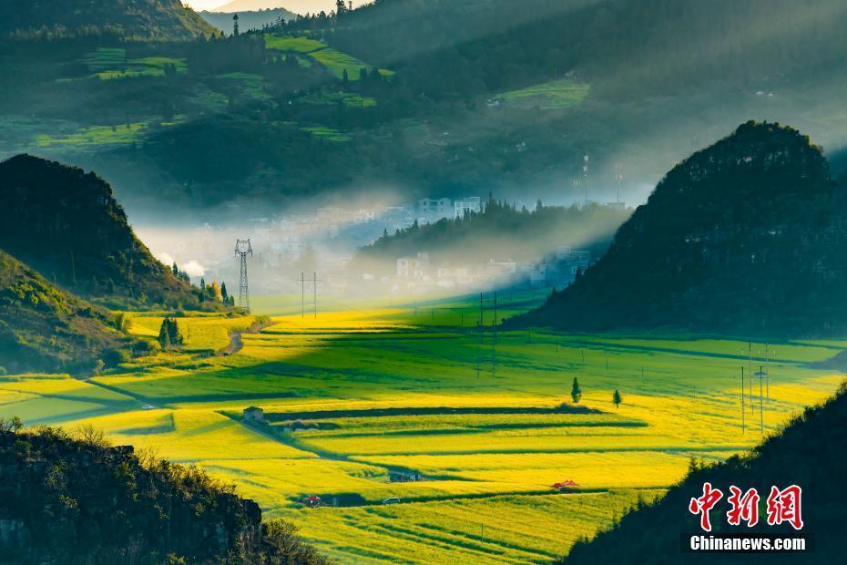 云南羅平油菜花盛放 漫山遍野盡染金黃