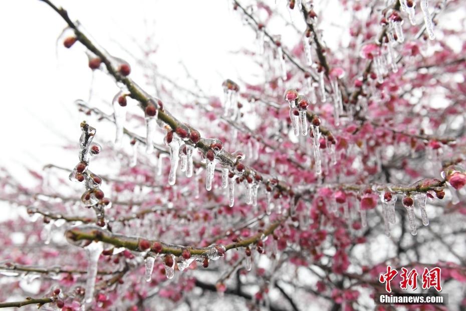 杭州現(xiàn)“雨凇” 花木穿“冰衣”