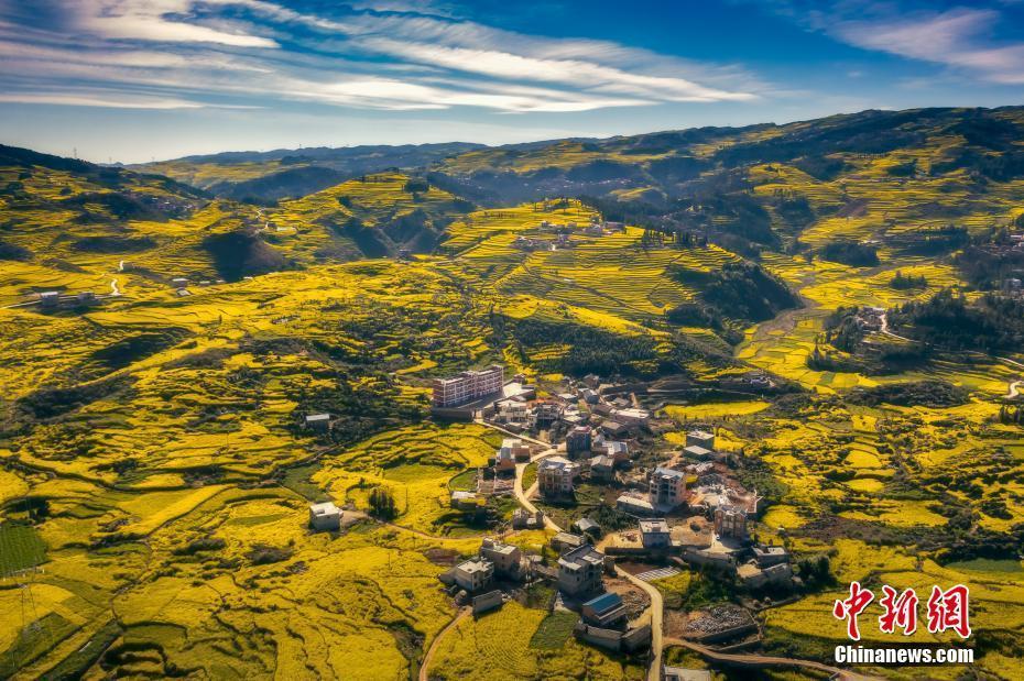 云南羅平油菜花盛放 漫山遍野盡染金黃