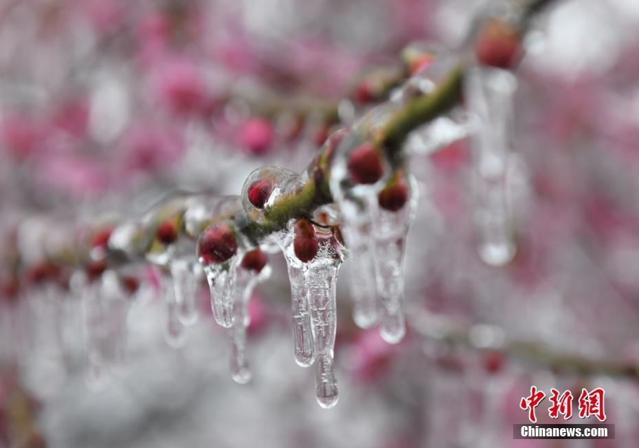 杭州現(xiàn)“雨凇” 花木穿“冰衣”