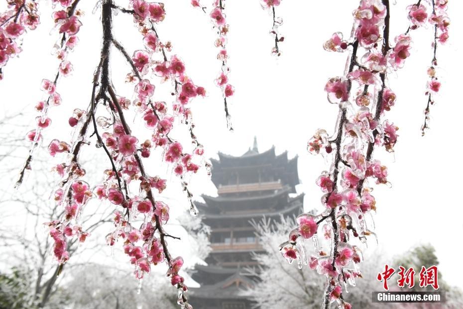 杭州現(xiàn)“雨凇” 花木穿“冰衣”