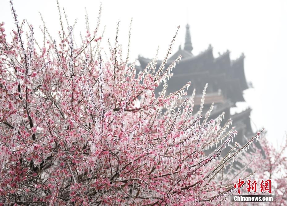 杭州現(xiàn)“雨凇” 花木穿“冰衣”