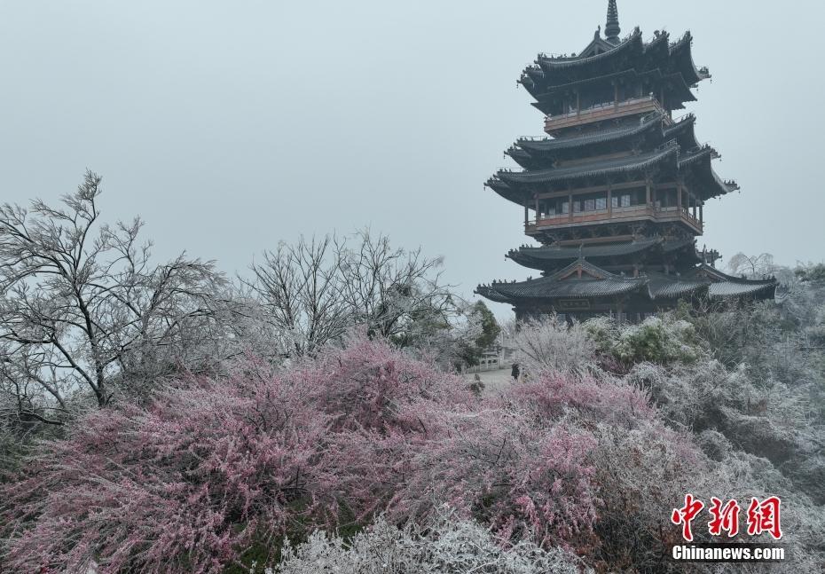 杭州現(xiàn)“雨凇” 花木穿“冰衣”