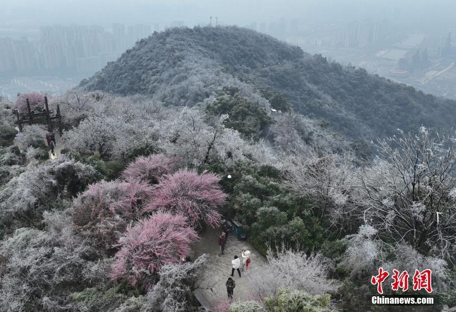 杭州現(xiàn)“雨凇” 花木穿“冰衣”