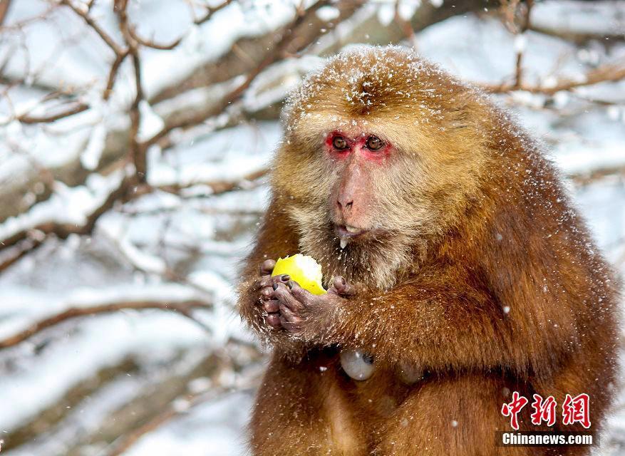 安徽黃山區(qū)：雪后初霽 黃山短尾猴林間覓食