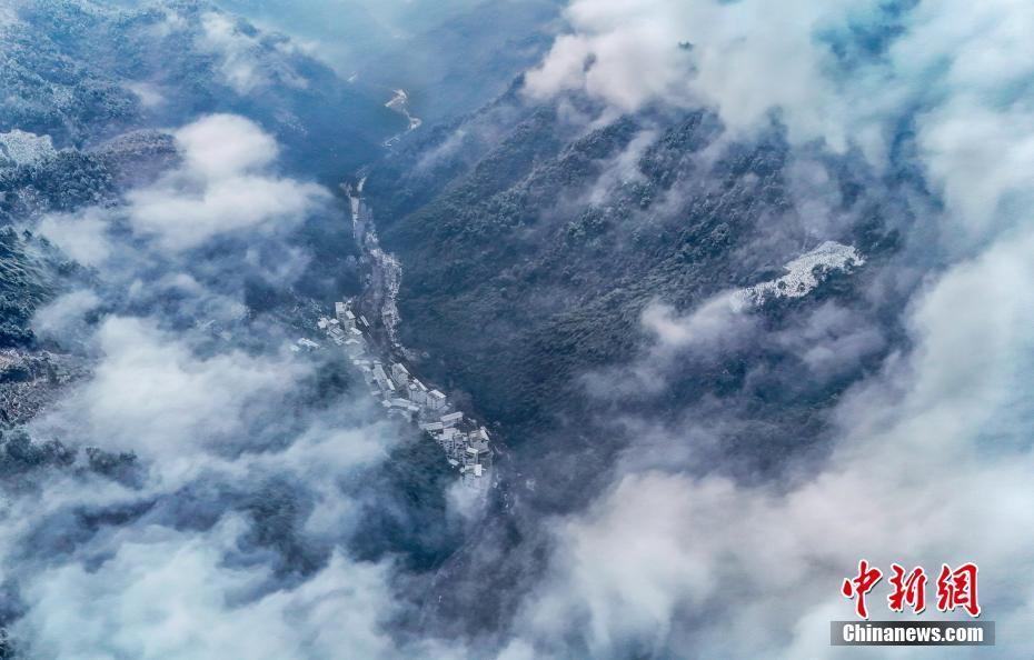 安徽黃山區(qū)：雪后初霽 黃山短尾猴林間覓食