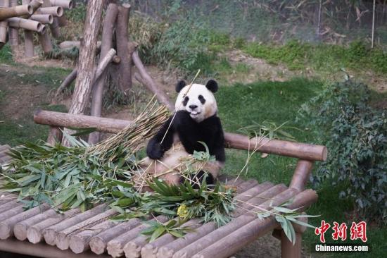 旅韩大熊猫“福宝”回国前最后一天与公众见面