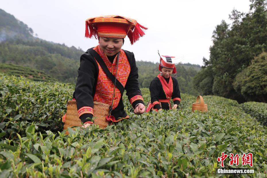 廣西金秀：茶香紛飛滿山坡