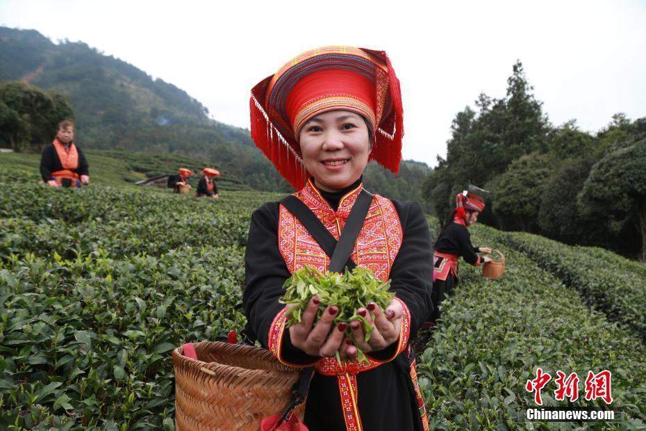 廣西金秀：茶香紛飛滿山坡