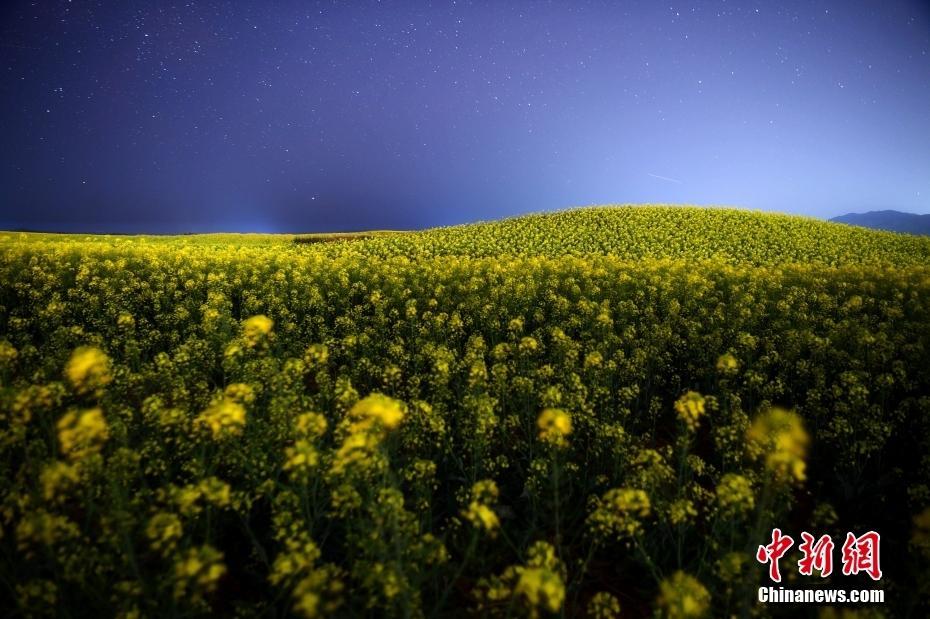 云南羅平星空下油菜花盛放 如夢幻花海秘境