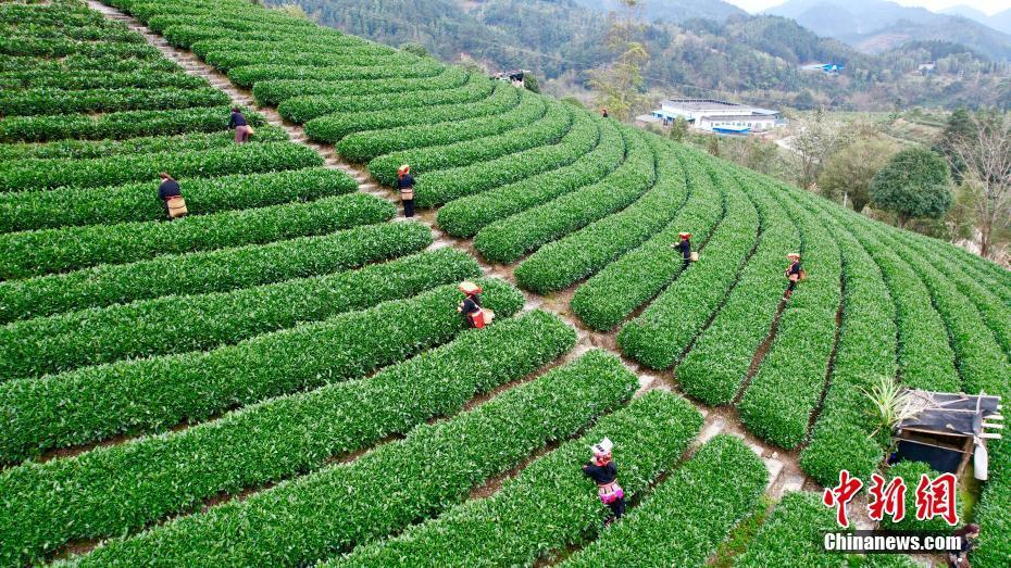 廣西金秀：茶香紛飛滿山坡