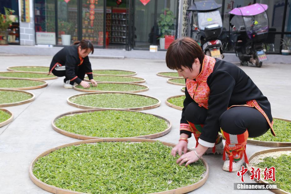 廣西金秀：茶香紛飛滿山坡