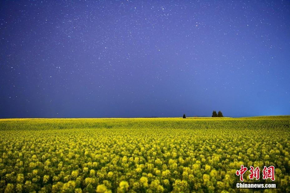 云南羅平星空下油菜花盛放 如夢幻花海秘境