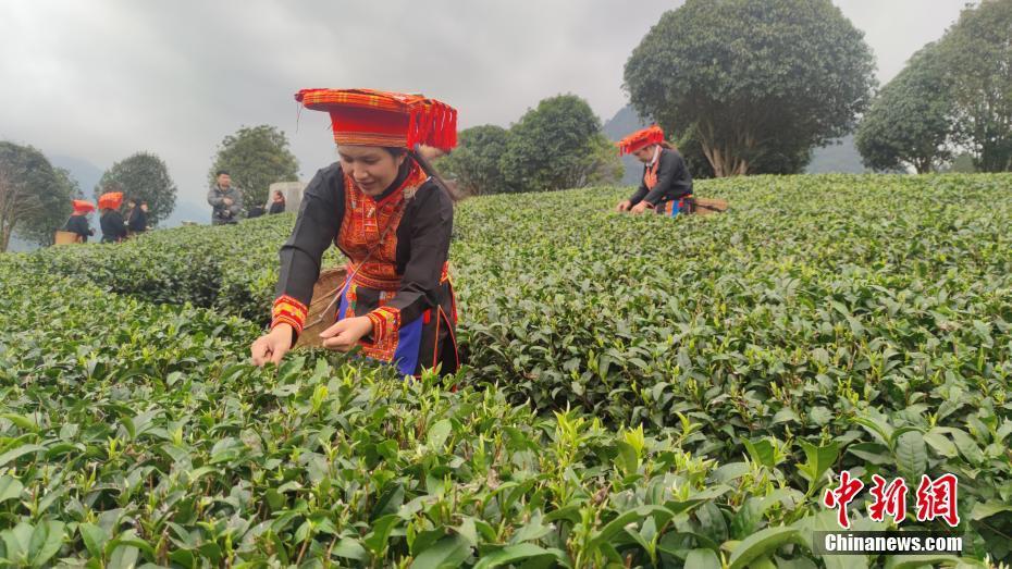 廣西金秀：茶香紛飛滿(mǎn)山坡