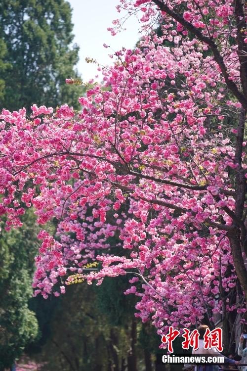 云南昆明：“圓通花潮”春意濃